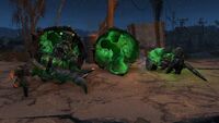FO4 bug Glowing mirelurk.jpg (598 KB) Dead glowing mirelurk without shell
