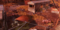 Three brahmin and Bessie in the brahmin pen