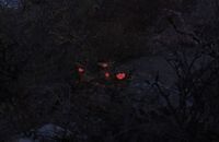 Firecracker berries visible at night