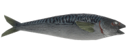 FO4 Fish mackerel