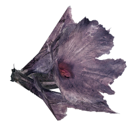 Melon blossom (Fallout 76)