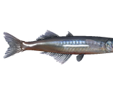 Fallout 76 fishing