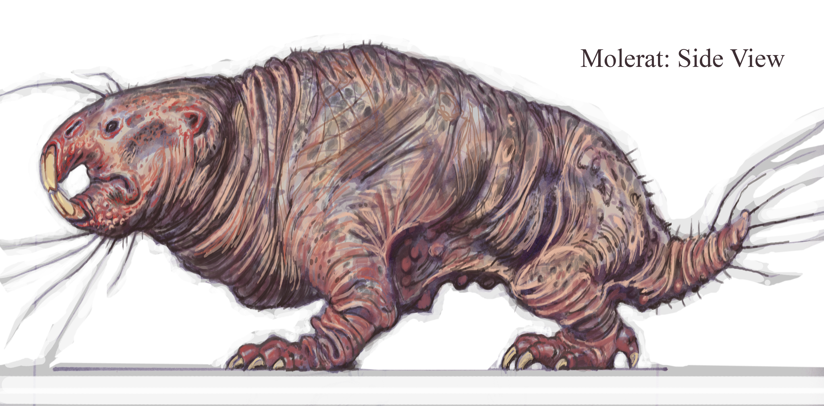 fallout 3 mole rat