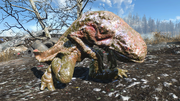 FO4FH Young gulper