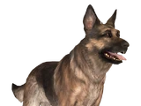 Псина (Fallout 4)