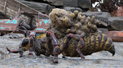 FO76 Honey Beast.png