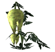 Roślina punga z przetworzonymi owocami punga