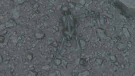FO76 Milo skeleton