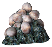 A pile of mirelurk eggs