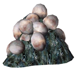 Mirelurk Eggs