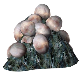 Mirelurk Eggs