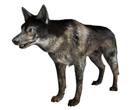 Dog FO3