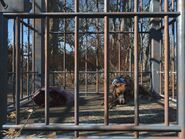 FO4 Teddy2.jpg (200 КБ) Собака в клетке