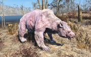 Fo4 albino yao guai.jpg