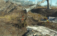 Próximo a Bradberton