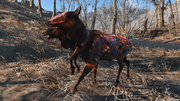 Fo4 Radstag yearling