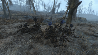 Fo4 Hubflower