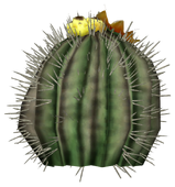 Barrel cactus plant.png