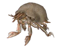 Hatchling