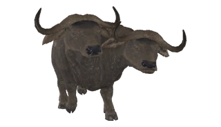 DLC04EncBrahmiluff02