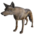 CoyoteFNV