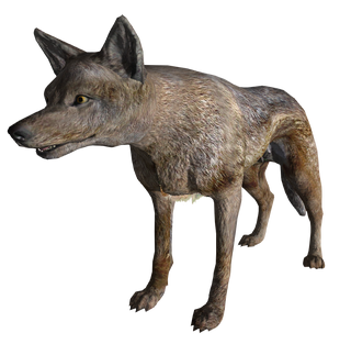 CoyoteFNV