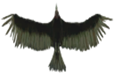 Vulture01.png