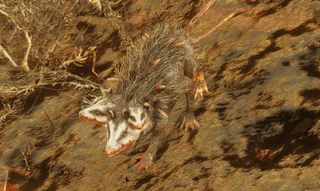 F76 Opposum Ugh