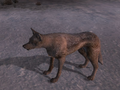 A coyote in the Mojave Wasteland