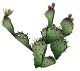 Prickly pear cactus.png