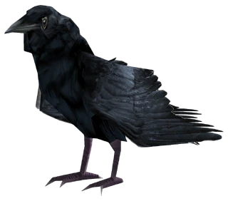 Raven