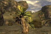 FNV Yucca