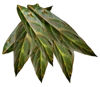 quitting smokeless tobacco timeline When you stop using tobacco, your health begins to improve almost immediately. No matter your age or how long you've used tobacco, you'll reap the benefits. On World No Tobacco Day, learn quitting smokeless tobacco timeline When you stop using tobacco, your health begins to improve almost immediately. No matter your age or how long you've used tobacco, you'll reap the benefits. On World No Tobacco Day, learn