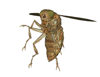 Festering bloatfly - The Vault Fallout Wiki - Everything you need to ...