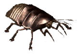 VB DD12 creat Cockroach.png