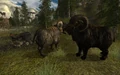Two bighorners and one bighorner calf in Jacobstown