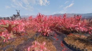 F76 Sparse Sundew Grove