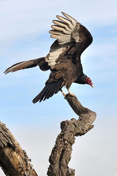 Vultures are not harbingers of death, but partners in cleaning up