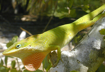 Anole starter kit online