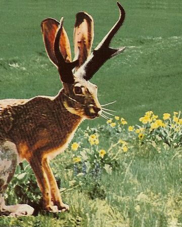 Picture Of A Jackalope - Fantastically Wrong The Disturbing Reality That Spawned The Mythical Jackalope Wired : About an illustration of a cute little jackalope around ferns and wildflowers.