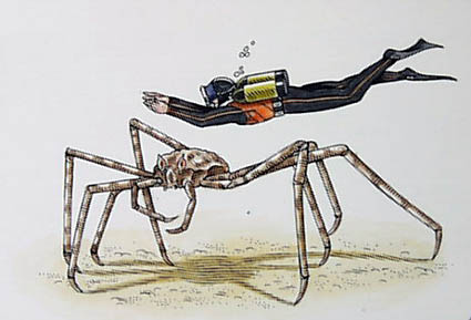 japanese spider crab compared to human