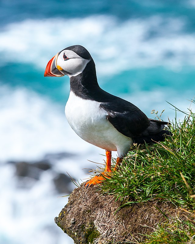 Puffin - Wikipedia