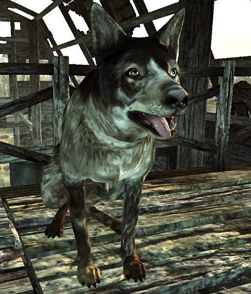 where to get dogmeat in fallout 3