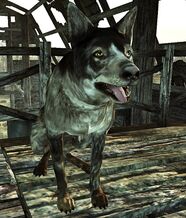 Dogmeat