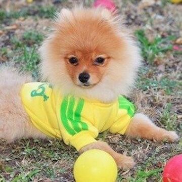 Familia diamond store puppy