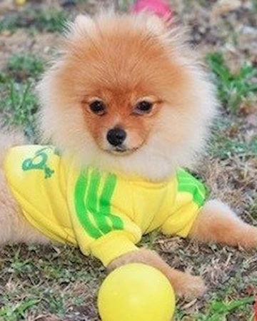 familia diamond lost dog