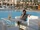 Aflevering 4436