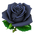 BlackRose