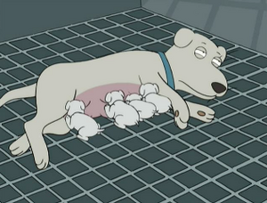 Brian Griffin / Mother ia コムデギャルソン Biscuit | Family Guy Wiki | Fandom