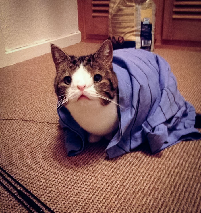 Популярные котики